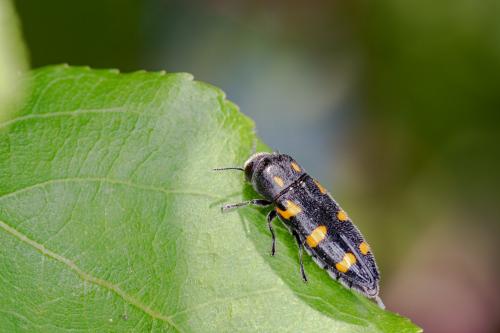 Réf. 258 653 : Ptosima undecimmaculata